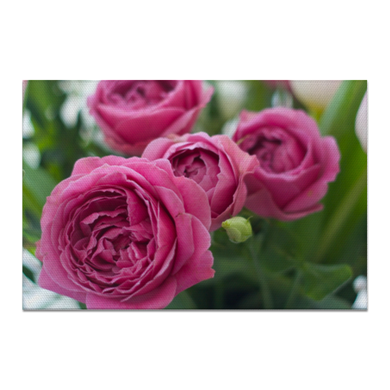 Холст 20х30 Printio Розовые розы