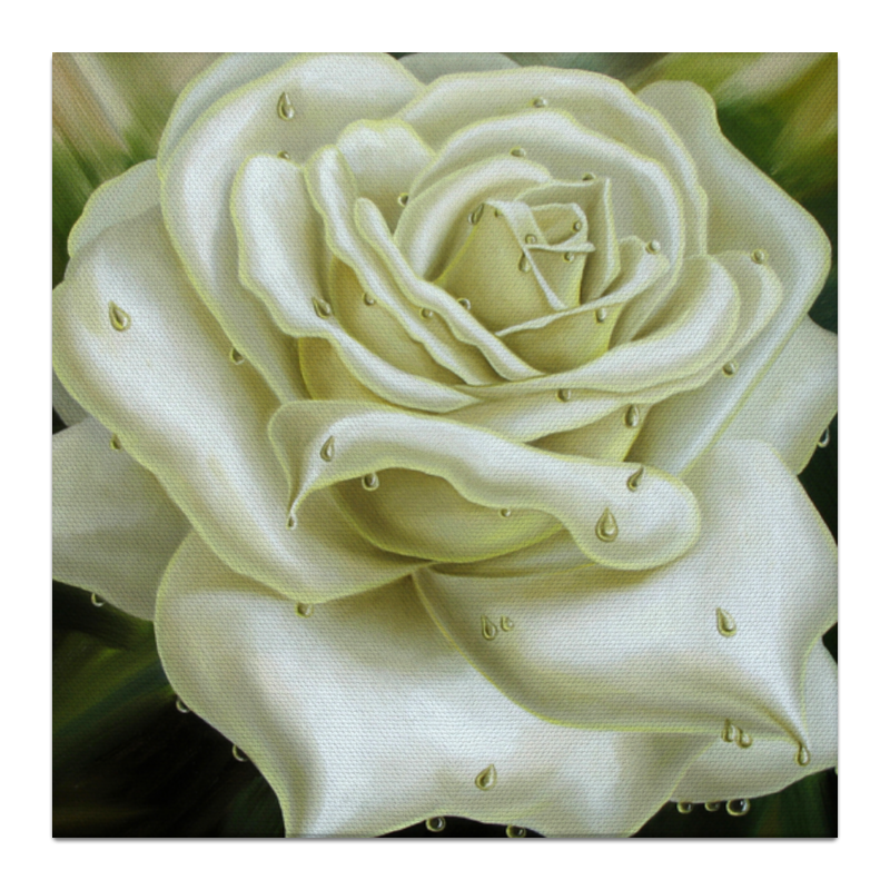 Printio Белая роза