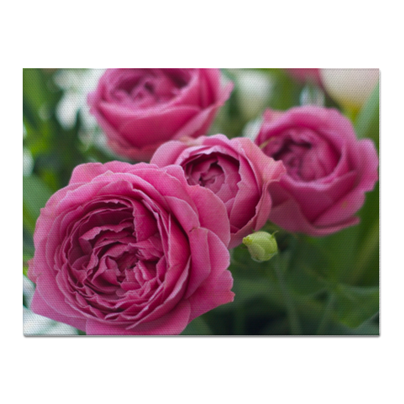 Холст 30x40 Printio Розовые розы