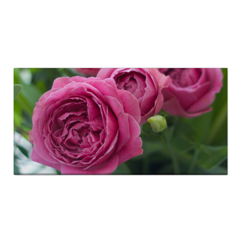 Холст 30x60 Printio Розовые розы