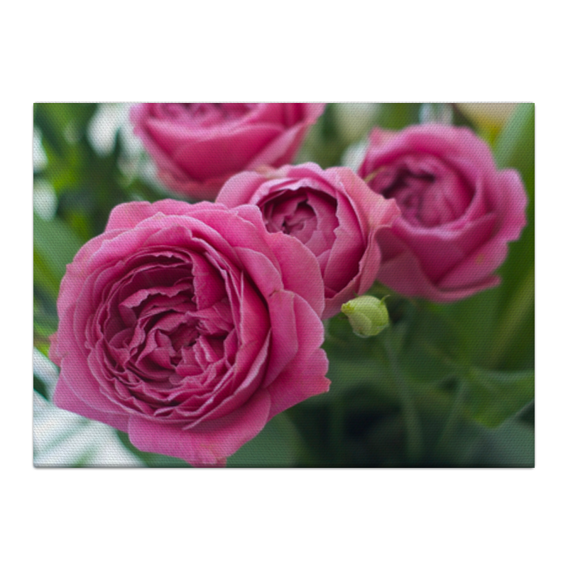 Холст 40x55 Printio Розовые розы