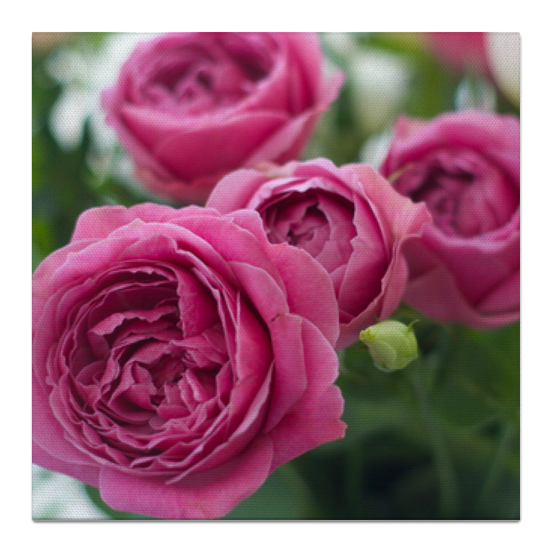 Холст 50x50 Printio Розовые розы