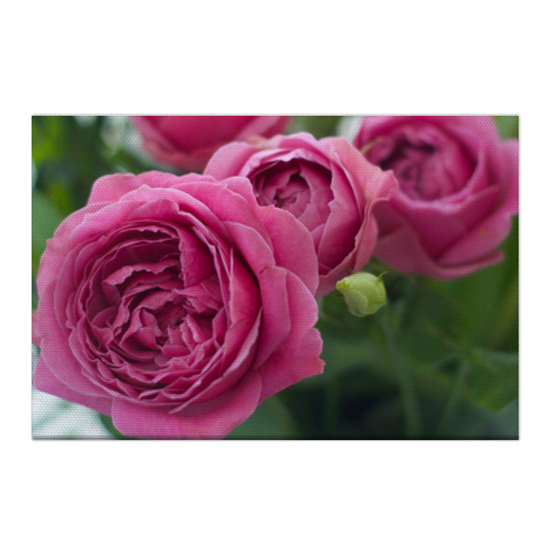 Холст 50x75 Printio Розовые розы