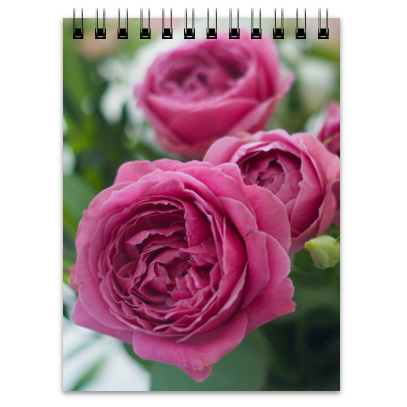 Блокнот Printio Розовые розы