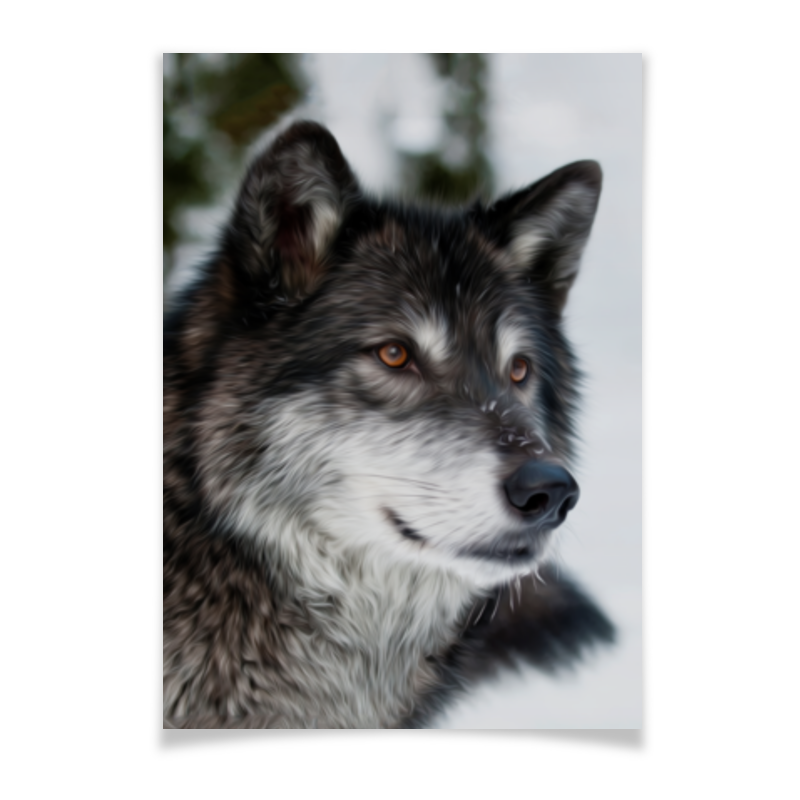 Плакат A3(29.7x42) Printio Серый волк