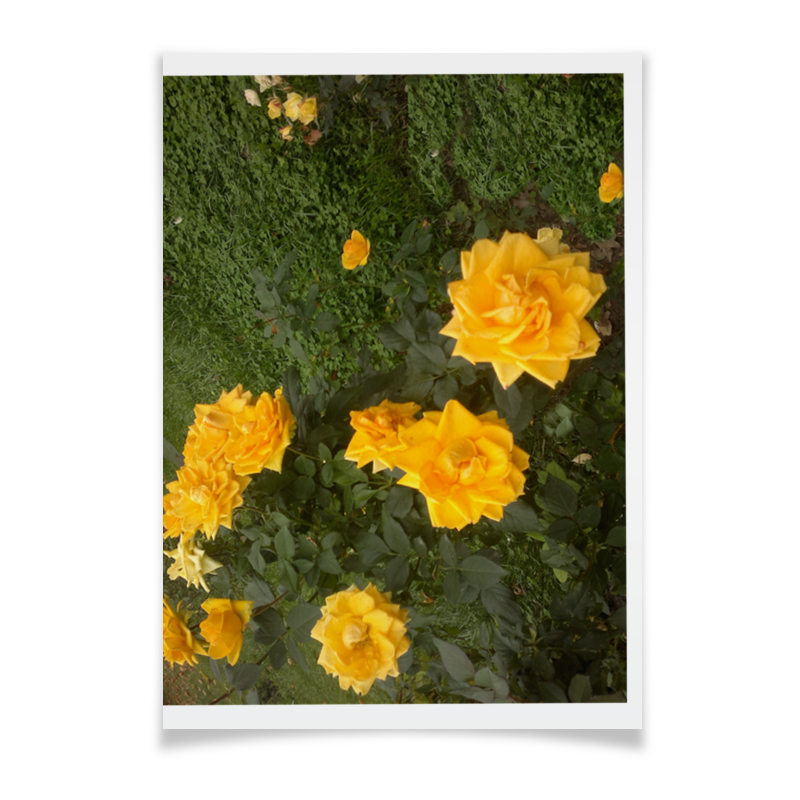 Плакат A3(29.7x42) Printio Осенние розы