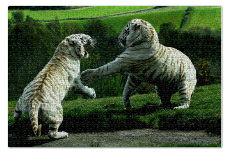 Пазл 73.5 x 48.8 (1000 элементов) Printio Белые тигры